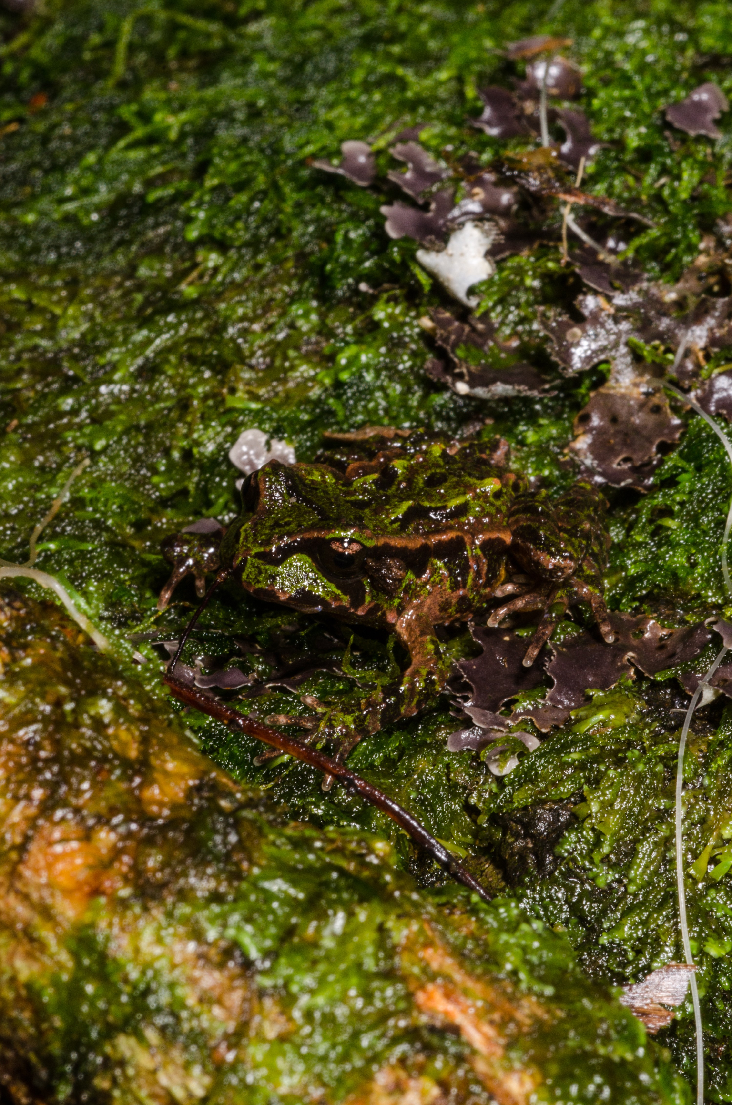 DSC_9617 – Archey's, frog, Leiopelma, archeyi, amphibian, archey, archeys, coromandel, rare, Crispin, reptiles, amphibians, rare, cold, blood, new, new zealand, zealand, nz